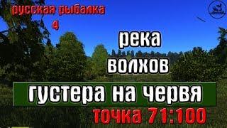 Русская рыбалка 4(рр4) -  река Волхов. Густера на червя. Проверяем точку 71:100.