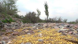 Simple signs of gold and diamonds in river