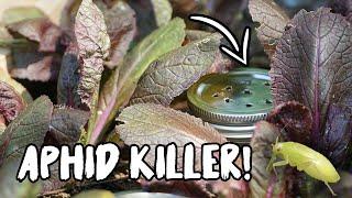 CONTROL ANTS & APHIDS with this SIMPLE TRICK