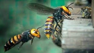 30 Hornets vs 30,000 bees, fight to the death!