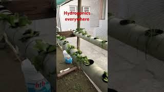 Hydroponics everywhere #gardening #hydroponics #diyhydroponics #garden#shorts