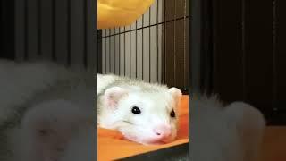 Adorable Huggable Ferret Kits  Cinnamon & Sassy