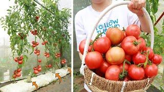 Method of growing tomatoes with aloe vera - Lots of fruit - Big fruit