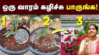 உங்க வீடு பூந்தோட்டமா மாறிடும் | #gardening | இந்தப் பிரச்சனையை முதல்ல சரி பண்ணிடுங்க!