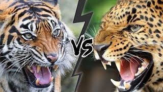 TIGER vs JAGUAR - Who Is The Real KING?