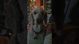 Artie hears about the blizzard  #dog #standardpoodle #blizzard