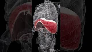️ Deep Dive into the Diaphragm ️  #anatomy #meded #3danimation