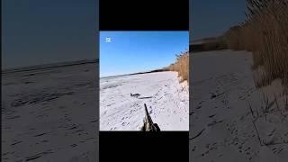 Сезон охоты на кроликов: подборка #hunting #hunting #дикаяприрода #топ #охота2025 #охотаназайца