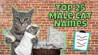 Top 25 Most Popular Male Cat Names