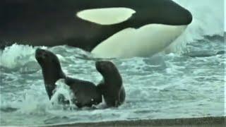 Deadly Killer Whale Moments | Top 5 | BBC Earth