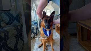 It’s wedding season! Dax was the star of our vow renewal last summer. #germanshepherd #dog