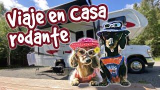 Perros salchichas en alocadas vacaciones