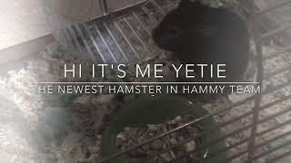 Hammy Team Episode 5