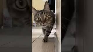 ek billi hamari #viral #shorts#cat #catlover