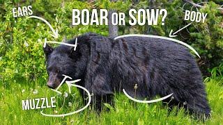 How to Field Judge a Black Bear | Tips from Randy Newberg