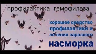 Очень действенное средство профилактики и лечения гемофилеза у голубей (заразный насморк).