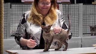 CFA International Cat Show 2017 - Championship Devon Rex.Set 2