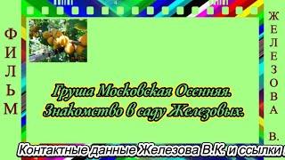 Груша Московская Осенняя.  Знакомство в саду Железовых.