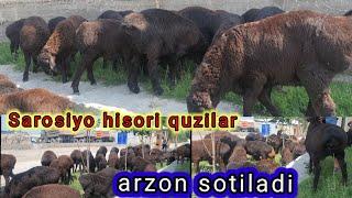 Tozza hisori quzi quchqorlar sotiladi ️99-862-20-16 ️91-117-98-98