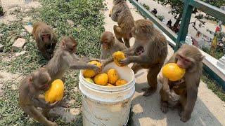 Mango is one of the must favourite fruits of monkey