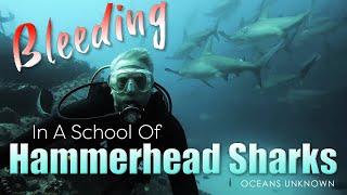 INSANE School of Hammerhead Sharks, I was bit by an Eel and was bleeding.