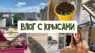 VLOG: РАСПАКОВКА ИЗ ЗООМАГАЗИНА | КРЫСЫ СТАЛИ ДРАТЬСЯ | ПОКУПКИ В FIXPRICE