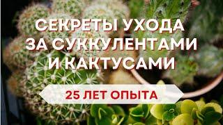 Как ухаживать за суккулентами и кактусами: советы эксперта с 25-летним стажем