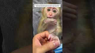 The man accidentally saw a lost baby monkey lying in the forest and I brought it home, then.