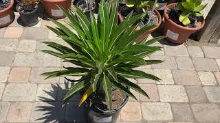 Pachypodium lamerei “Madagascar Palm”