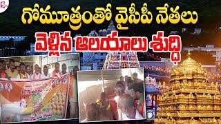 గోమూత్రంతో ఆలయాలు శుద్ధి..| Latest Telugu News | Tirupati Laddu Controversy | AP Live @sumantvlive