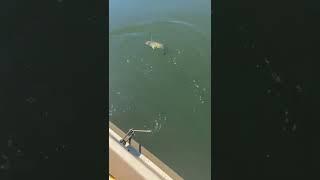 Smallmouth Bass Fishing #youtubeshorts #bassfishing #fishing