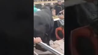 sapi kurban mengamuk berenang di sungai #sapingamuk #sapikurbanterbaik