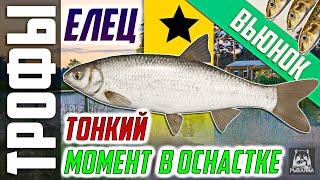 Russian Fishing 4 - RF4 | TROPHY DACE & SUBTLE MOMENT IN RIGGING | Winding Rivulet