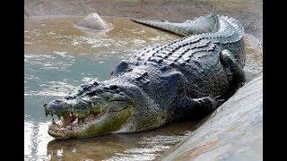 Le plus grand crocodile du monde [Doc HD] - Le roi des crocodiles