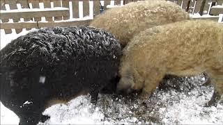 Венгерская МАНГАЛИЦА и первый снег! // Свиньи жуют орехи! // Вовкин Двор !!!