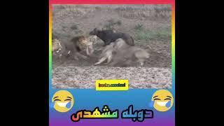 (انسانیت در شیرها) البته با لهجه مشهدی