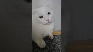 #꼬미