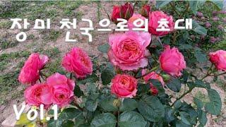 Spring Roses at their peak/Roses that last even in heat waves