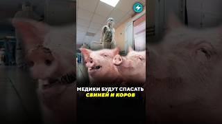 Медики будут спасать свиней и коров / Новости #врачи  #скот #сельскоехозяйство #ковид #лукашенко