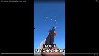 Лучший налет БЕЛОЛОБОГО добыли 6 штук