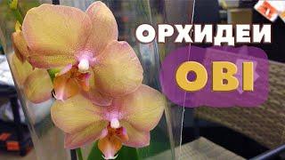 ОРХИДЕИ в ОБИ - Биг лип, Легато, мультифлоры, большой привоз / OBI ORCHIDS