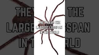 ️ Meet the Giant Huntsman Spider: The World's Largest Legspan!