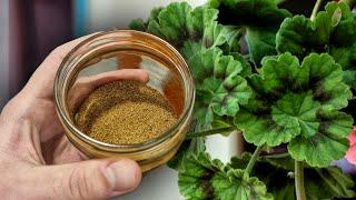 Geranium leaves will turn green. Here is a simple Pelargonium Remedy!