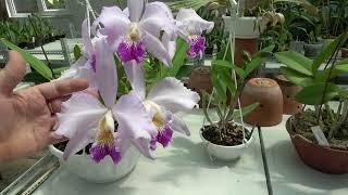 Цветение июнь  Lc. Ballet Folklorico , Bс Saint André , Laelia purpurata carnea , Lc. Calistoglossa