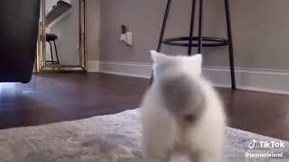 Booty shaking cat soooooo funny