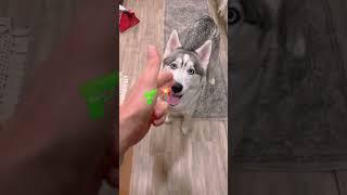 Happy husky#dog #funny #funnyvideo