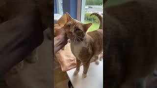 Video of adoptable pet named Harris (FCID# 04/07/2025 - 2 Trainer)