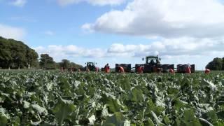 Scotland's Farming Year - Veg Farmer Interview