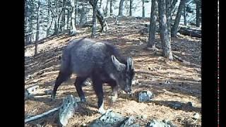 Амурский горал. Long-tailed goral.