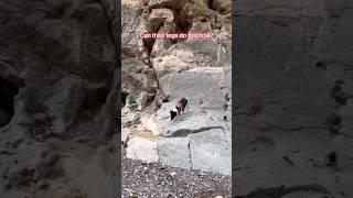 Answering the age old question : Can small dogs hike? 